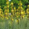 Asphodeline Lutea